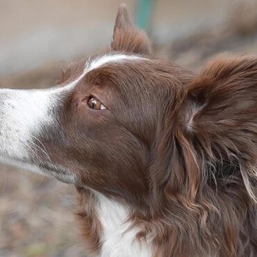Beaucaire : un border collie menacé d'euthanasie après une intervention policière