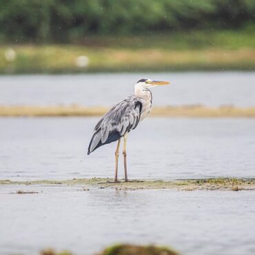 Loire-Atlantique : le botulisme frappe de nouveau les zones humides