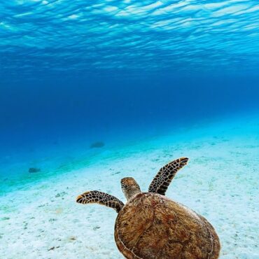 Hécatombe de tortues marines : trois spécimens retrouvés morts en sept jours