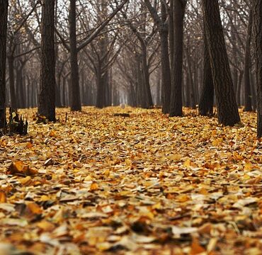 Forêt de Mormal : l'accès reste interdit après les orages