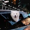 Nice : les animaux ne doivent plus rester seuls dans les voitures