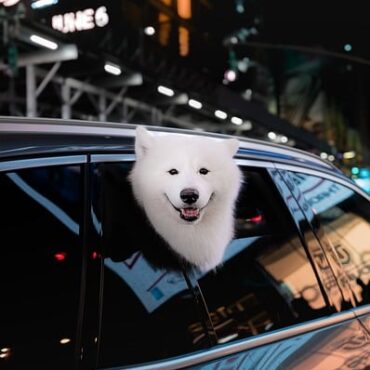 Nice : les animaux ne doivent plus rester seuls dans les voitures