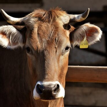 Virus Shamonda : une épizootie frappe les élevages laitiers des Alpes