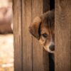 Oye-Plage : près de 300 animaux saisis dans une habitation insalubre