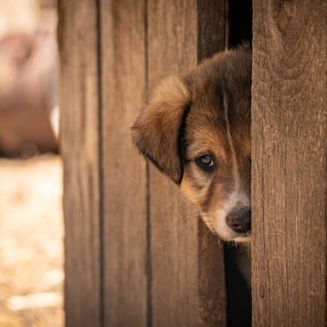 Oye-Plage : près de 300 animaux saisis dans une habitation insalubre
