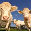 Manche : les comices agricoles annulés en urgence face à la sécheresse