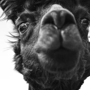 Dieppe : un chien chute du troisième étage, découverte d'un élevage clandestin