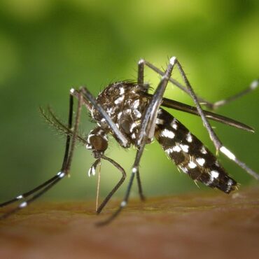 Gironde : le chikungunya frappe à Prignac-et-Marcamps