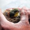 Béziers : un vaste réseau de braconnage d&rsquo;oiseaux démantelé