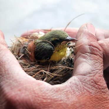 Béziers : un vaste réseau de braconnage d'oiseaux démantelé