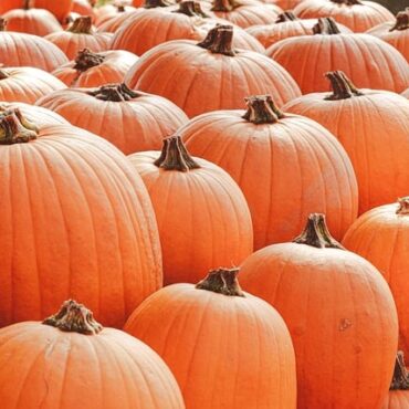 Vouvray : un champ de courges intégralement dévalisé