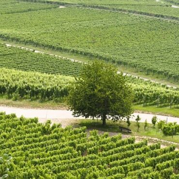 Gard : un violent orage de grêle ravage les vignobles de Saint-Maurice-de-Cazevieille
