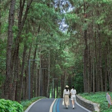 Seine-et-Marne : la forêt de Fontainebleau rouvre partiellement ce samedi après les incendies