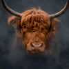 Fougères : un taureau chute d&rsquo;une falaise et meurt dans un jardin