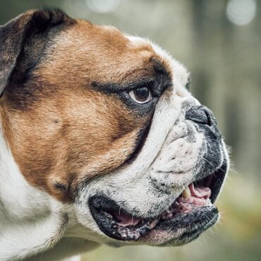 Haut-Rhin : un propriétaire renvoyé devant le tribunal après la mort atroce de son chien
