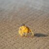 Ouistreham : la pêche aux coquillages prohibée à la Pointe du Siège