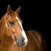Corrèze : deux chevaux meurent en trois semaines sur l&rsquo;hippodrome de Pompadour