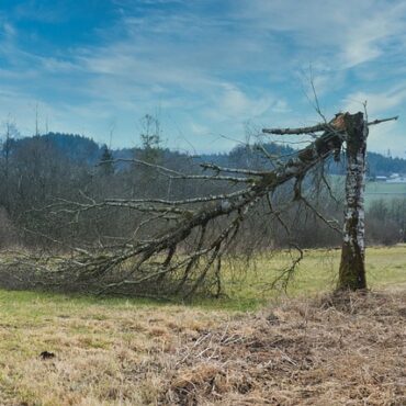 Gironde : un ESAT lourdement sinistré après une tornade à Captieux