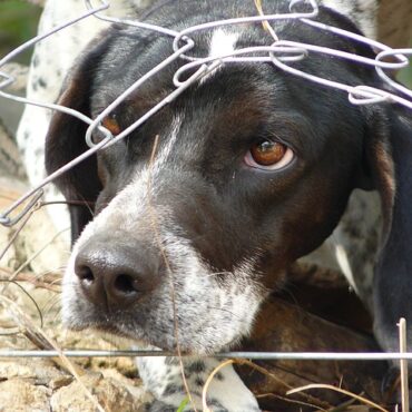Jonquières : dix chiens retrouvés morts au domicile d'une comportementaliste
