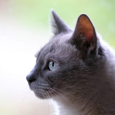 Appel à témoins après la découverte d'un chat abandonné à Eckwersheim