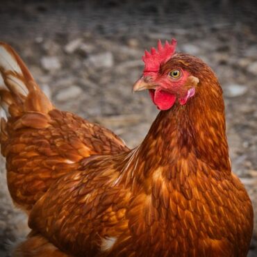 Grippe aviaire : 7 600 canards abattus d'urgence à Longué-Jumelles