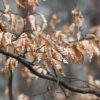 Feux de forêt : vigilance orange décrétée dans l&rsquo;Aude et le Sud