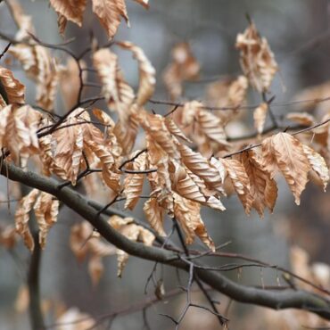 Feux de forêt : vigilance orange décrétée dans l'Aude et le Sud