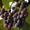 Gironde : des vignobles lourdement frappés par la grêle