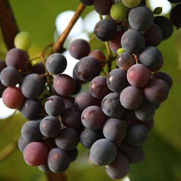 Gironde : des vignobles lourdement frappés par la grêle