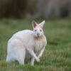 Deux-Sèvres : un wallaby albinos en cavale après les orages