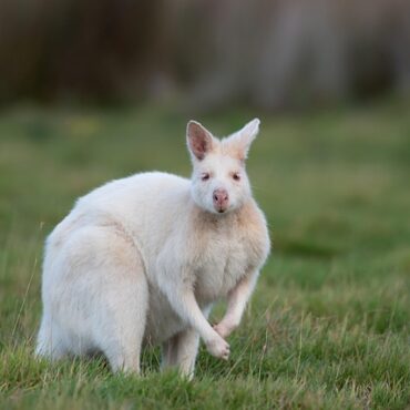 Deux-Sèvres : un wallaby albinos en cavale après les orages