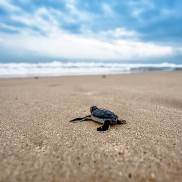Une tortue de Floride interceptée sur le sable de la baie du Mont Saint-Michel