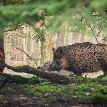 Corte : sept sangliers abattus et abandonnés près du refuge de Manganu