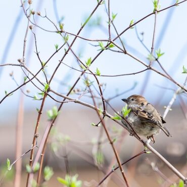 Loiret : un éleveur sanctionné pour la détention d'oiseaux protégés