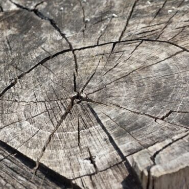 Évreux : abattage illégal d'arbres centenaires dans le quartier Saint-Michel