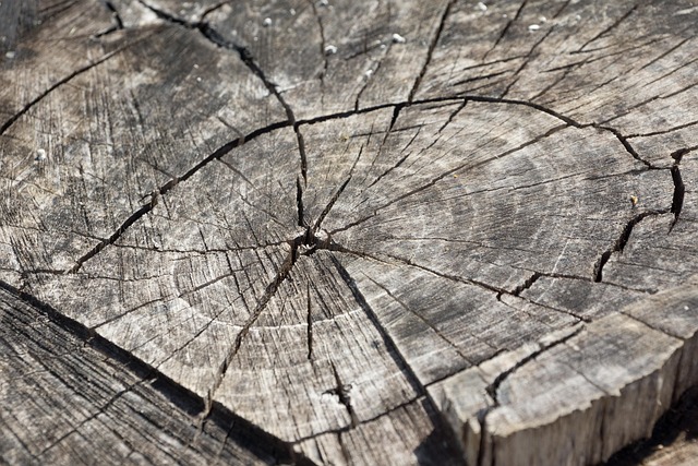 Évreux : abattage illégal d'arbres centenaires dans le quartier Saint-Michel