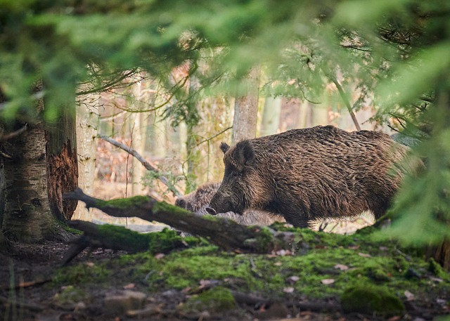 Carcasses de sangliers sur le GR20 : la Louveterie se désolidarise