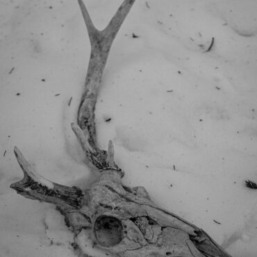 Meuse : macabre découverte de gibiers abattus à Grimaucourt-en-Woëvre