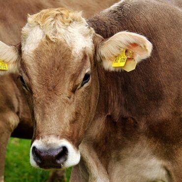 Mayenne : un premier cas de virus Shamonda identifié dans un élevage