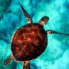 Beaulieu-sur-Mer : une tortue caouanne sauvée d&rsquo;un filet de pêche