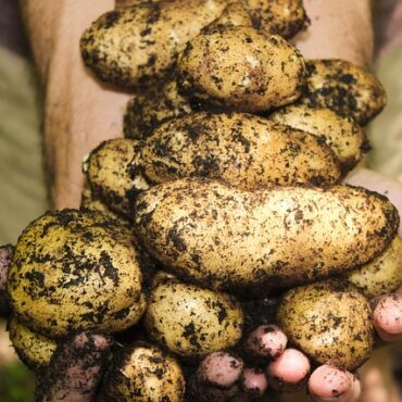 Roquetoire : des récoltes de pommes de terre pillées avant l'heure