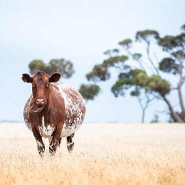 Hautes-Pyrénées : un foyer de dermatose nodulaire bovine détecté à Luby-Betmont
