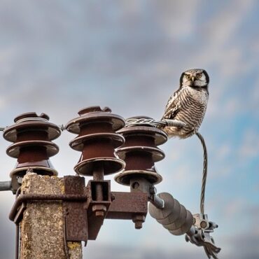 Rochefort : des rapaces déployés pour déloger les étourneaux