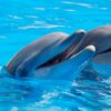Décès d&rsquo;un dauphin transféré depuis le Marineland d&rsquo;Antibes : vive polémique
