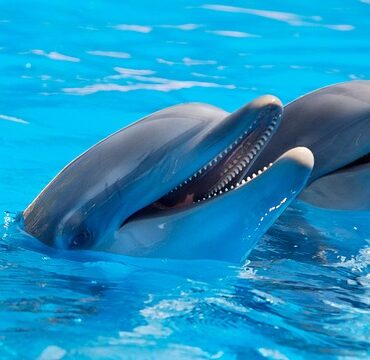 Décès d'un dauphin transféré depuis le Marineland d'Antibes : vive polémique