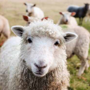 Vercors : 54 brebis périssent sous les crocs d'une meute de loups