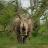 Forêt de Bébour-Bélouve : 13 tangues saisis lors d&rsquo;un contrôle