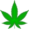 Charente : un chauffard contrôlé positif cache une plantation de cannabis chez lui