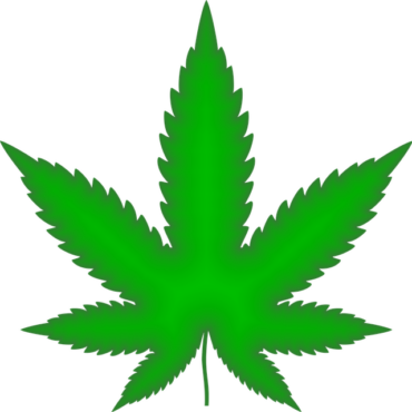Charente : un chauffard contrôlé positif cache une plantation de cannabis chez lui
