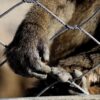 Près de Pau : quatorze singes dérobés en pleine nuit dans un parc animalier